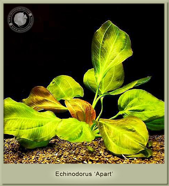 echinodorus apart