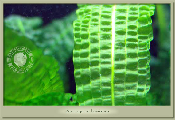 aponogeton boivianus