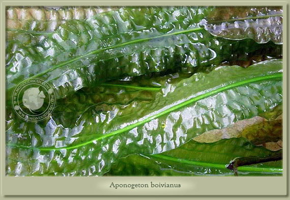 aponogeton boivianus