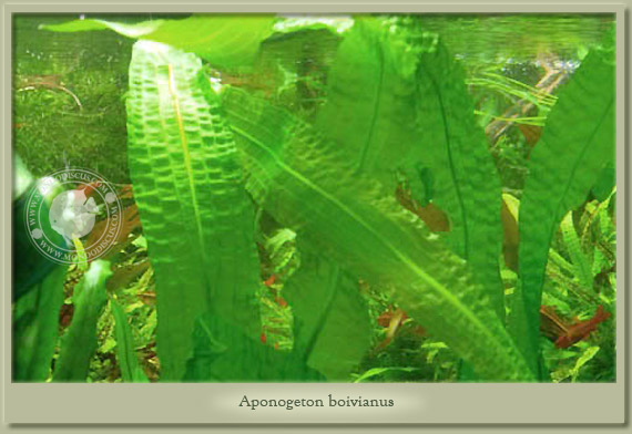 aponogeton boivianus