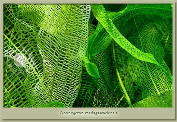 aponogeton madagascariensis