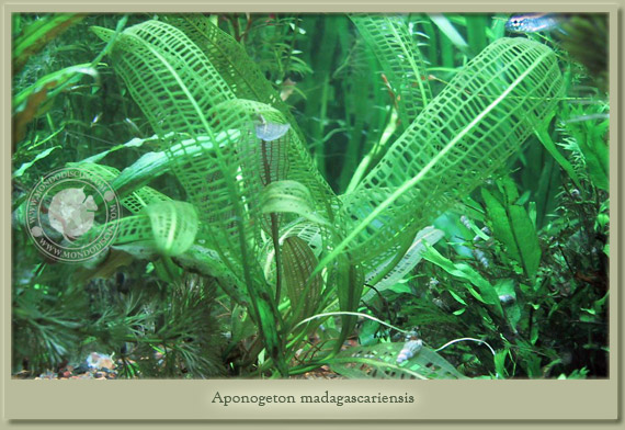 aponogeton madagascariesis