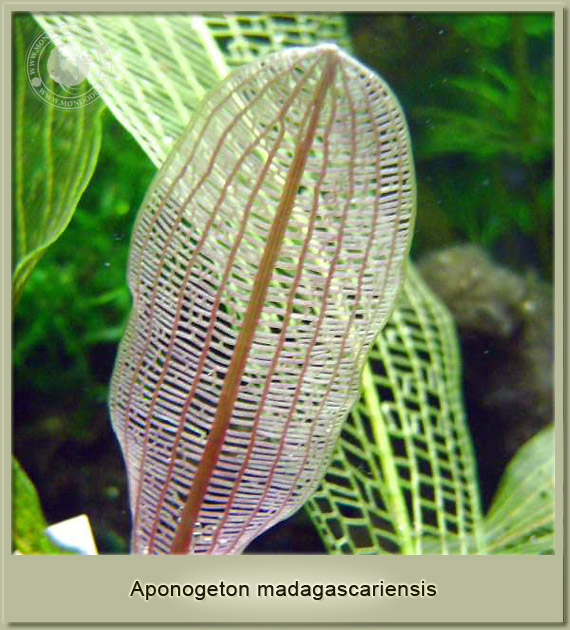 aponogeton madagascariensis