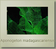 Aponogeton madagascariensis