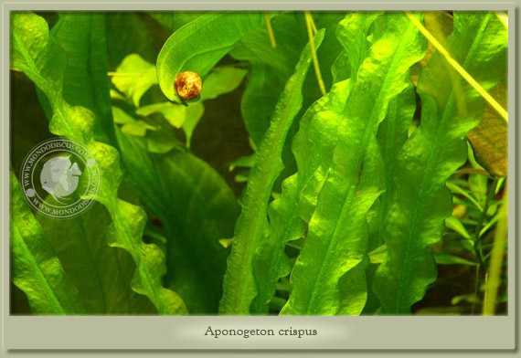 aponogeton crispus
