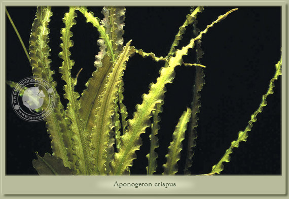 aponogeton crispus