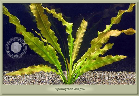 aponogeton crispus