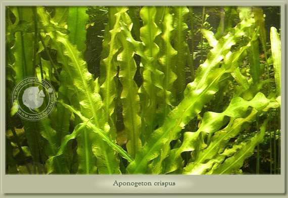 aponogeton crispus