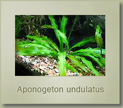 aponogeton undulatus