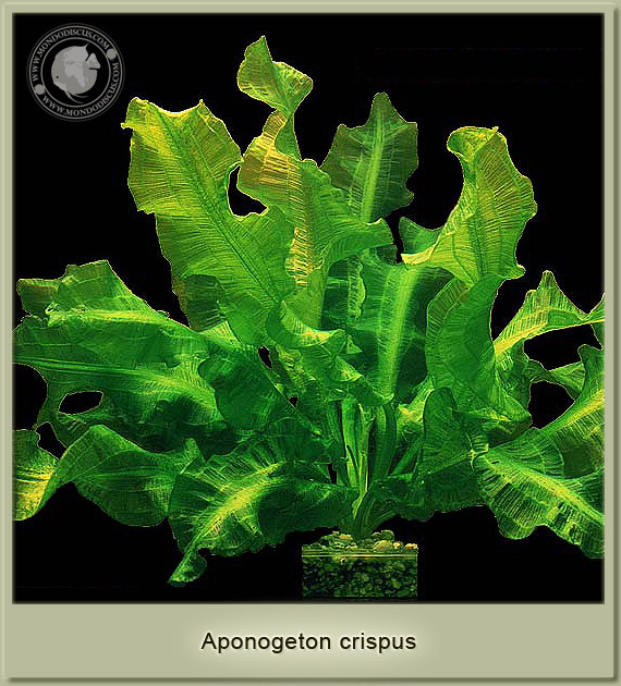 aponogeton crispus