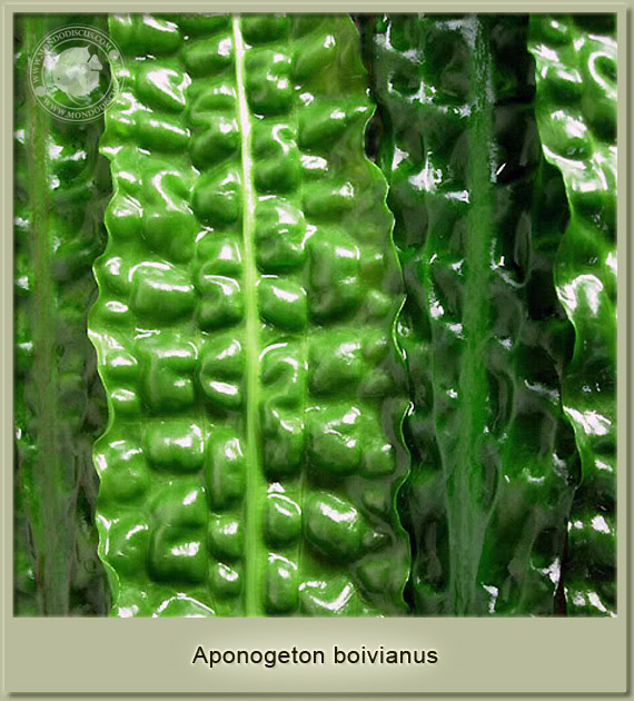aponogeton boivianus