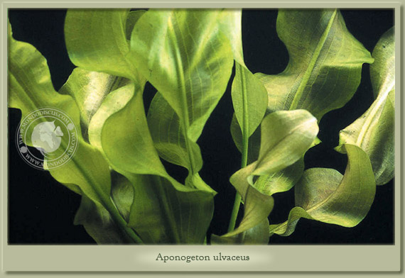 aponogeton ulvaceus