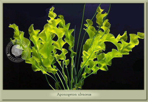 aponogeton ulvaceus