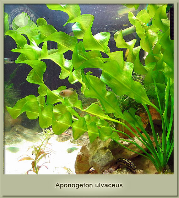 aponogeton ulvaceus