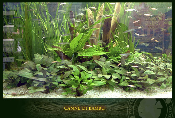 legno di bambu