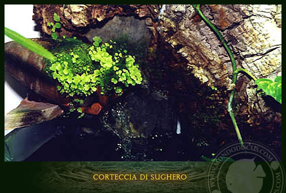 corteccia di sughero