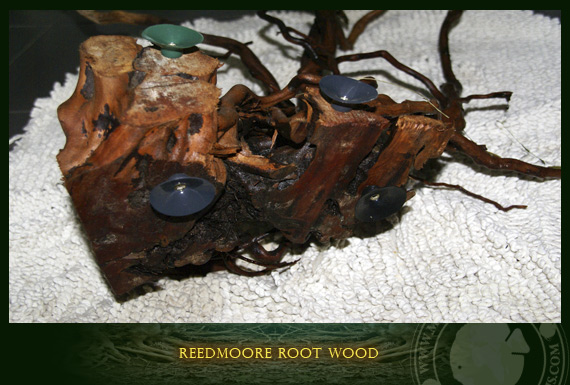 reedmoore root wood
