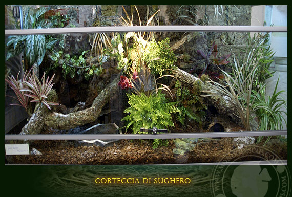 corteccia di sughero