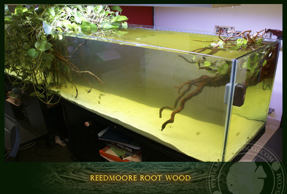 reedmoore root wood