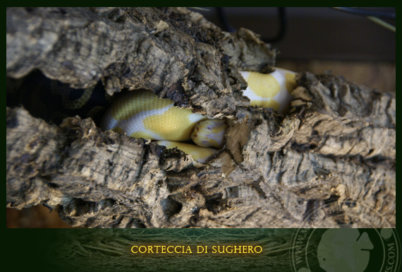 corteccia di sughero