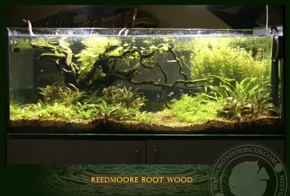 reedmoore root wood