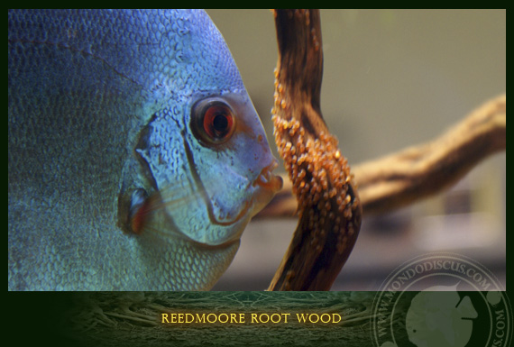 reedmoore root wood