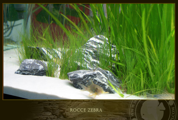 rocce zebra