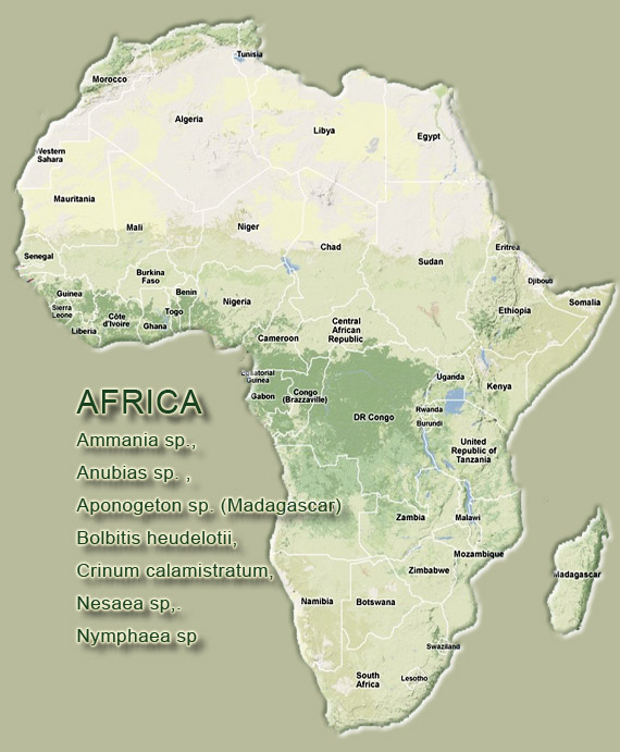 piante acquario africa