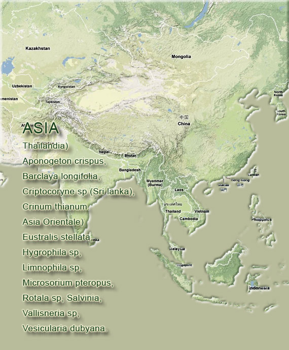 piante acquario asia