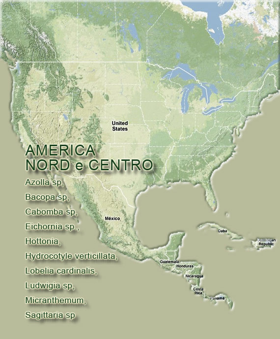 piante acquatiche centro america