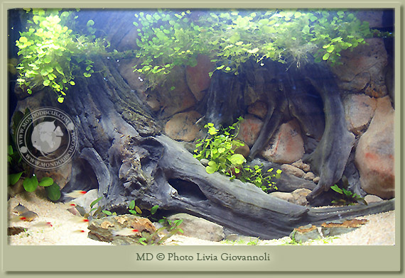 hydrocotyle leucocephala