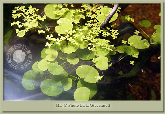 hydrocotyle leucocephala