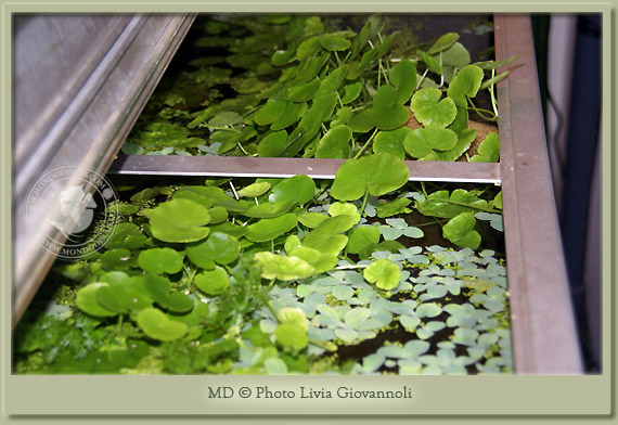 hydrocotyle  leucocephala