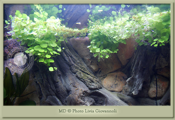 hydrocotyle leucocephala