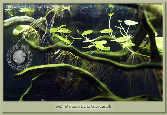 hydrocotyle leucocephala