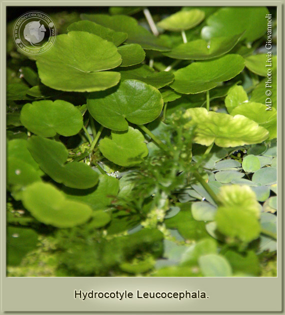 hydrocotyle leucocephala