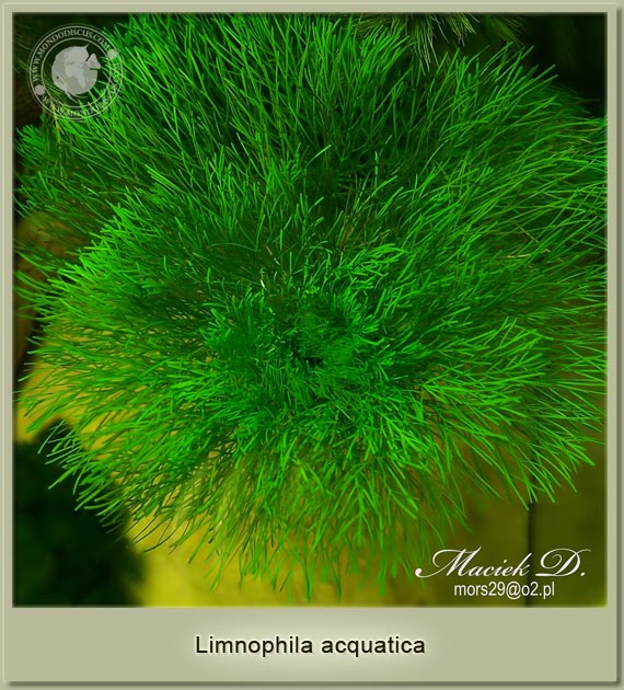 limnophila acquatica