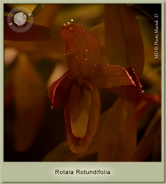 rotala rotundifolia