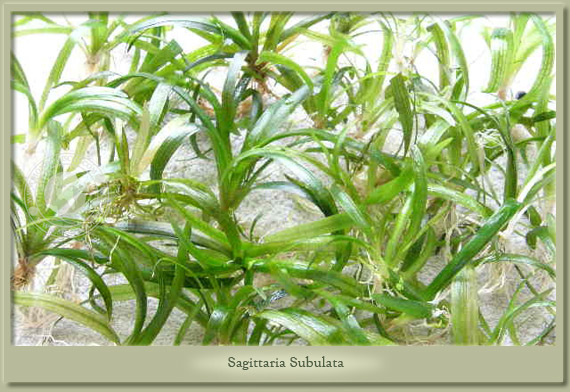 sagittaria subulata