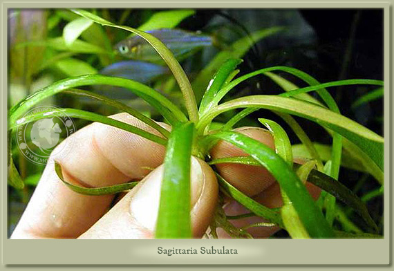 sagittaria subulata