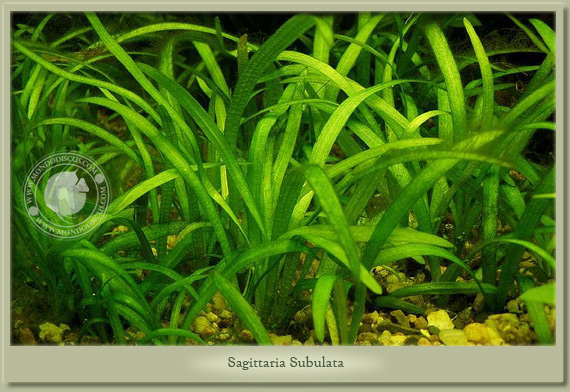 sagittaria subulata