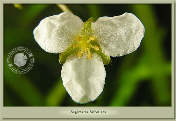 sagittaria subulata