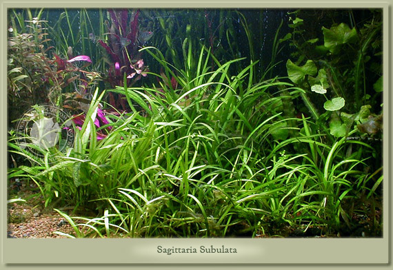 sagittaria subulata