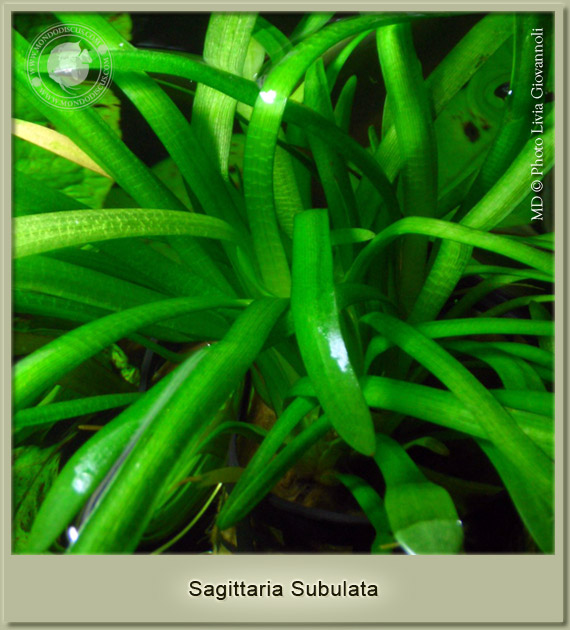 sagittartia subulata
