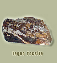 legno fossile