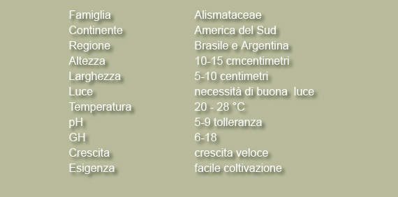 echinodorus aschersonianus