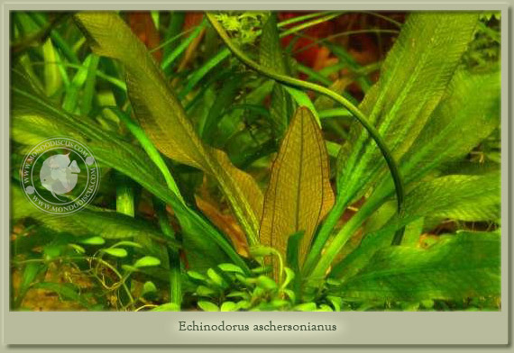 echinodorus aschersonianus