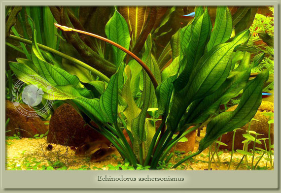 echinodorus aschersonianus