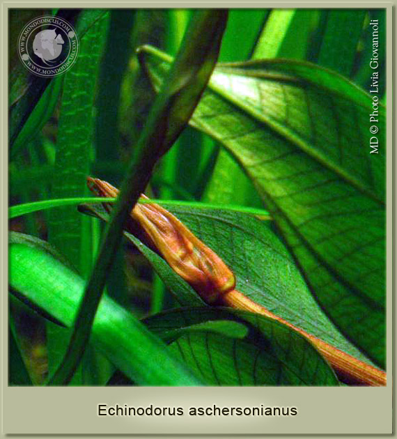 echinodorus aschersonianus