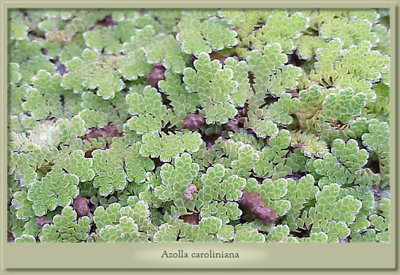azolla  caroliniana
